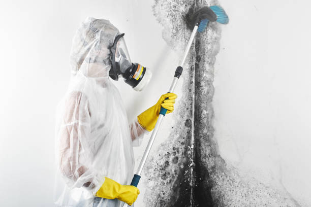 Best Mold Damage Restoration  in Hartsdale, NY