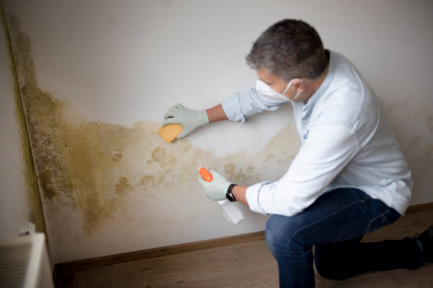 Best Environmental Consulting for Mold Prevention  in Hartsdale, NY