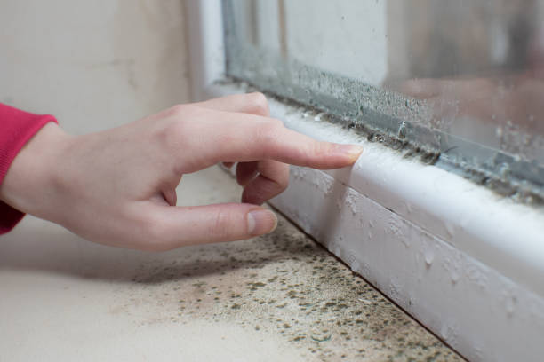  Hartsdale, NY Mold Removal Pros