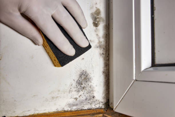 Best Forensic Mold Investigation  in Hartsdale, NY